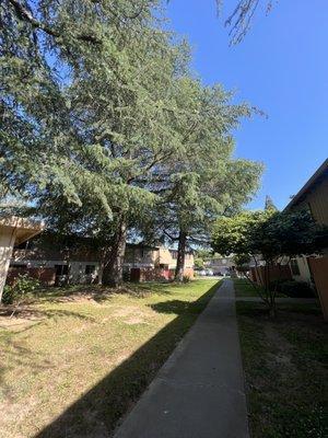 Outside grass area with large trees providing shade.