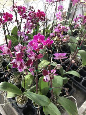 Gorgeous orchids out front and in the greenhouse.