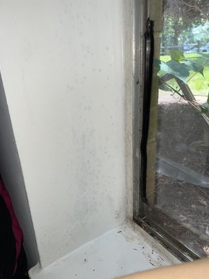 MOLD on window