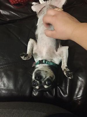 Belly rubs are always a big hit!