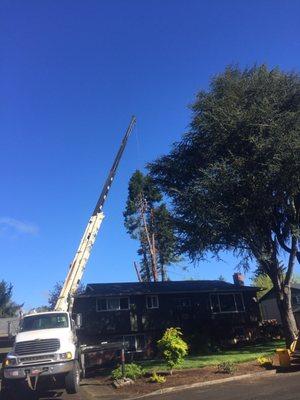 Arborscape felling an incense cedar between the pool & house. Great job, professionally executed!