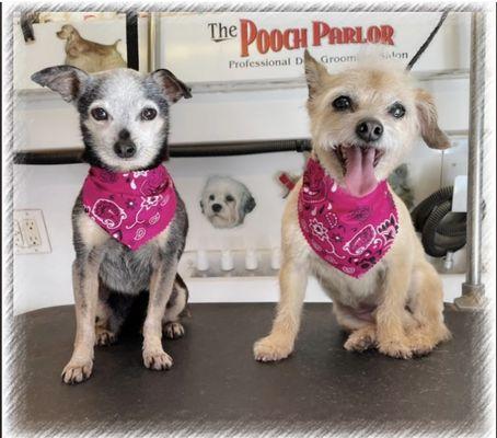 Pooch Parlor - Santa Ynez