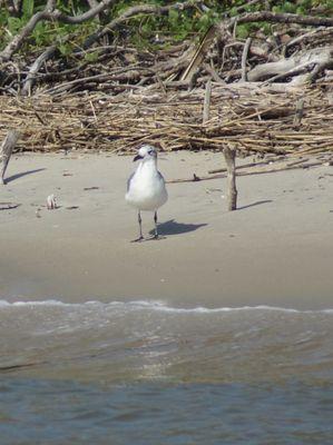 Sea gull on Battery Island