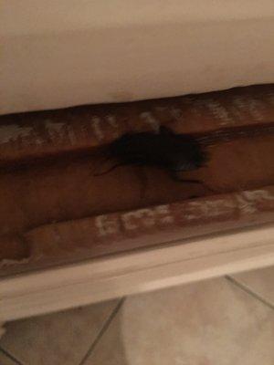 Cockroach in the kitchen