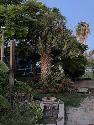 Tree trimming job in Aransas pass. During