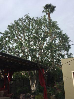 Ficus tree an palm nicely pruned