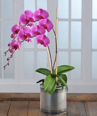 Order your orchid and have delivered.....a perfect gift. https://keylargoflorist.com/plants/orchids-tropical-plants.html