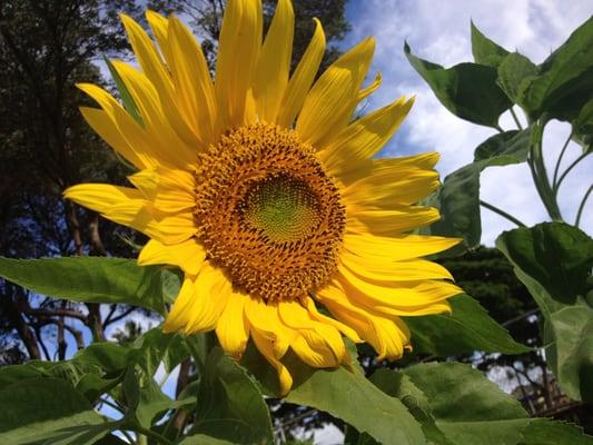 Big sunflower at the Liholiho School Garden made possible by Aina in Schools program from the Kokua foundation.