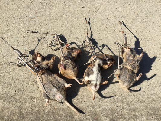 4 gophers caught in less than 18 hours.