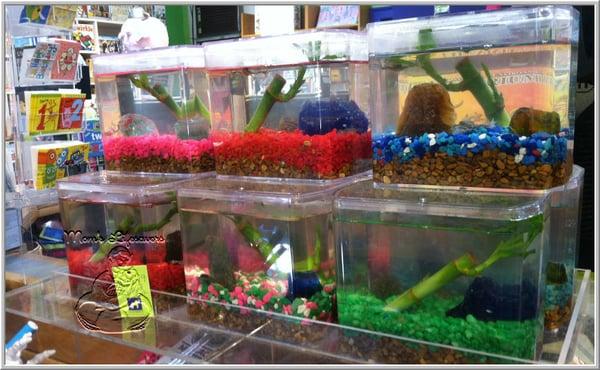 These frogs are amazing - you can get them at Green Elephant Toy in Ipswich and Danvers - complete with habitat in food!