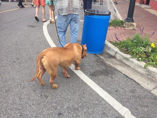 Lots of cute pets, including this poor unneutered fella.