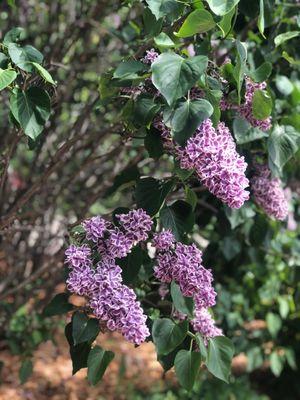 Lilacs on the property