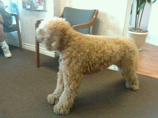 The doggy at the dentist!