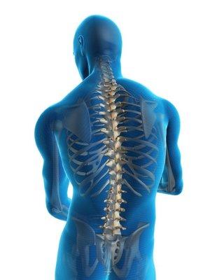 Performance Chiropractic - Spine