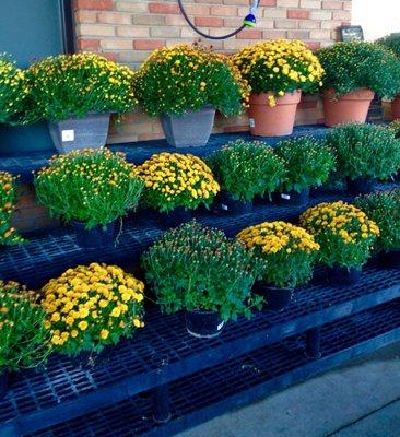 Beautiful mums in Fall colors.