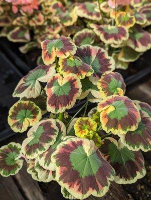 Geranium 'Mrs. Cox'. It was love at first sight.