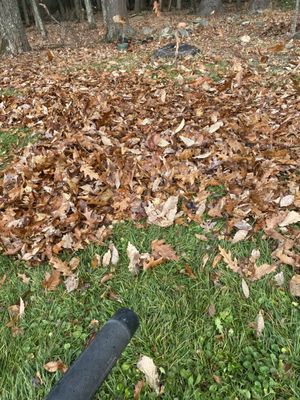 Leaf blowing