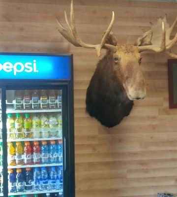 Beverage cooler and a moose!