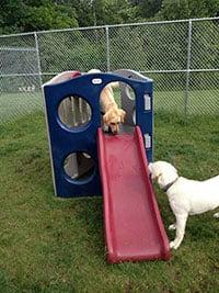 Playtime (Play groups are determined by size and temperament, allowing for your dog to play with the right group of friends.)