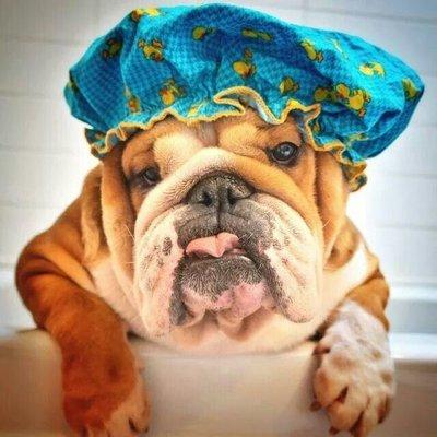 Every TUESDAY & THURSDAY  SPA DAY SPECIAL  0-50# $15.50  51-100# $25.75 INCLUDES: bath, nail trim & ear cleaning!