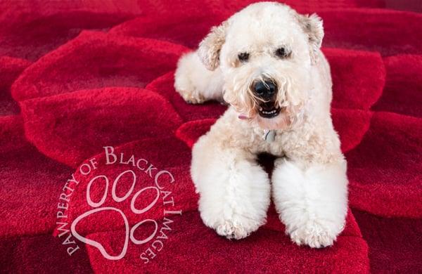 "Sunny" Wheaten Terrier