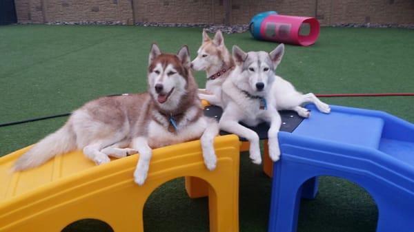 Looks like a Husky takeover!