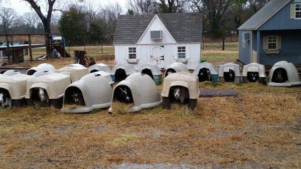 They love their doggie houses!