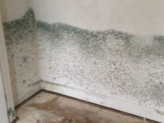 Let Chesapeake Mold help with a problem like this!