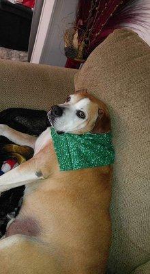 Red just relaxing after a hard day at the groomers. Hardest discission which bandanna to wear