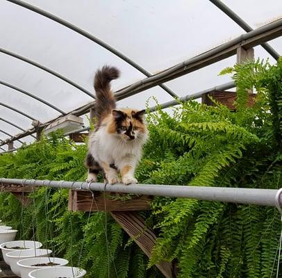 Cat and fern friendly greenhouses