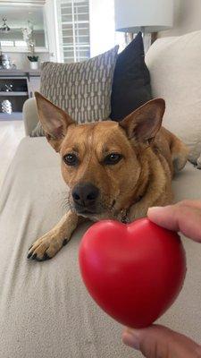 Vinny's paw wasn't doing great, he got antibiotics and a new toy! :) @vinnytheheeler