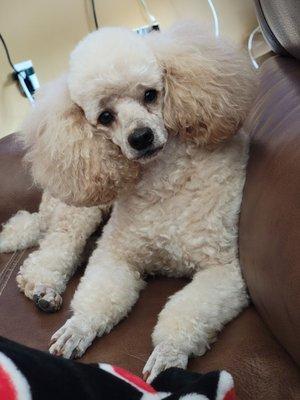 My miniature poodle that was groomed at My Best Friends Barber a few days prior. She does great work.