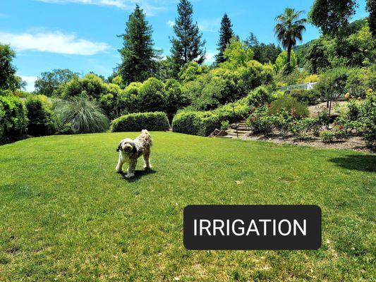 Irrigation, our lawn. Saves on water bill if you have a water well