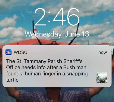 And in local news: Nature's recluse shows its bite Finger poke? Oh Snap!  #NOLA_Haiku #LocalNews #OhSnap #NewOrleans #NOLA #WDSU