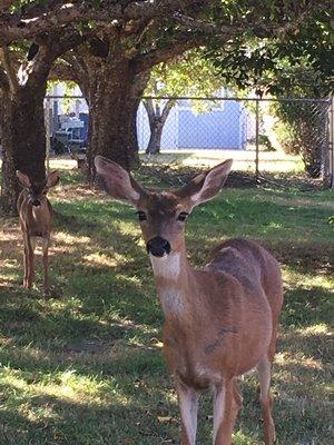 Such a lovely place...even the deer are friendly!