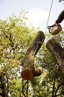 Safe Tree Removals