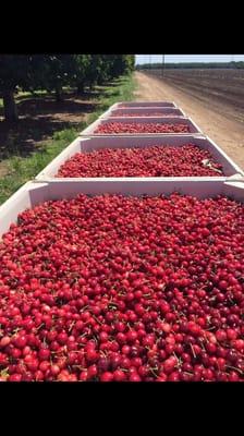 Cherry Season!!! Linden, Ca