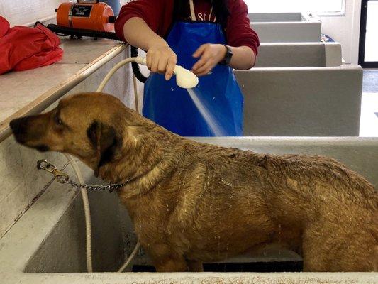 Dogs are leashed in the bath tub for their shower - Connie's U-Wash Dog Wash