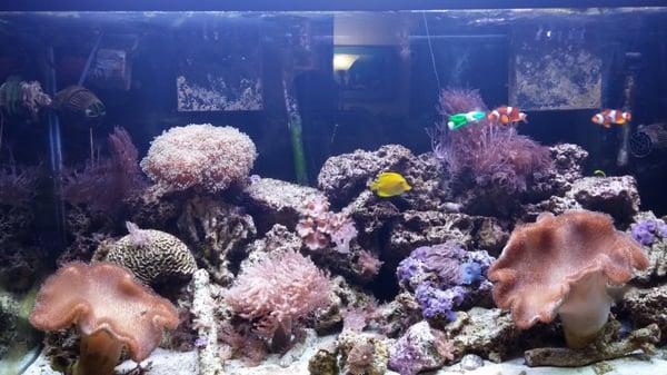 Our 100 gallon reef tank