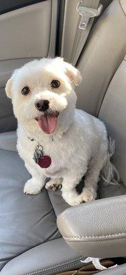 This is a horrible cut.  They chopped off his ears.  This is not a teddy bear cut for a maltipoo.