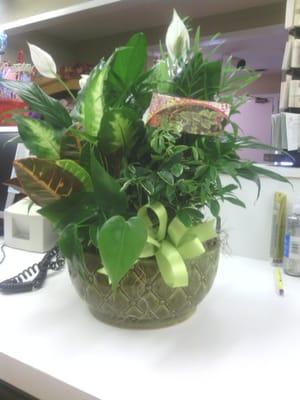 Lush Garden plant , perfect for an office desk, table or for the home on a counter or table.