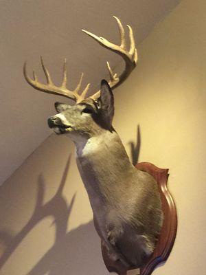 Brian's Taxidermy