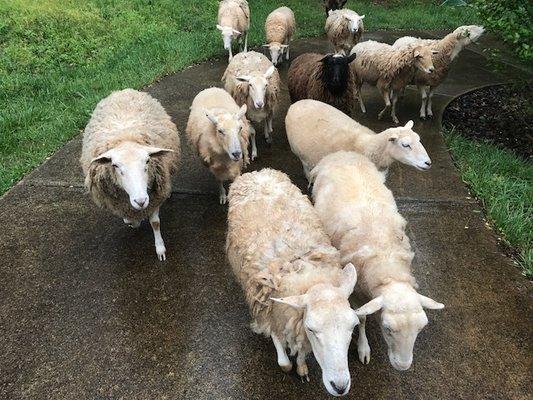 We have our own sheep in the ten acre pasture between buildings.