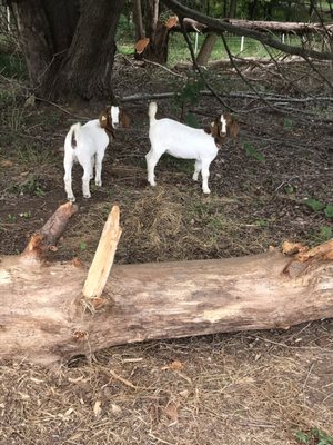 Rough and tumble Thelma and Louise!!