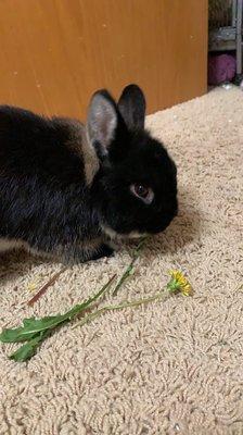 Netherland Dwarf rabbit.