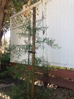 15 gal podocarpus gracilior - more like weeds