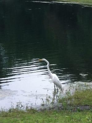 White egret at the Wild Duck Pond