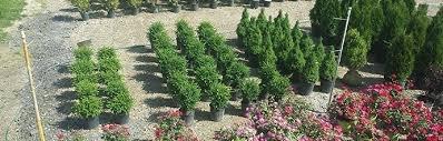 trees and shrubs ready to go home