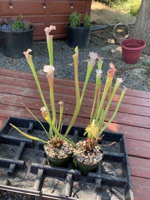 Sarracenia Hybrid Carnivorous Pitcher Plants