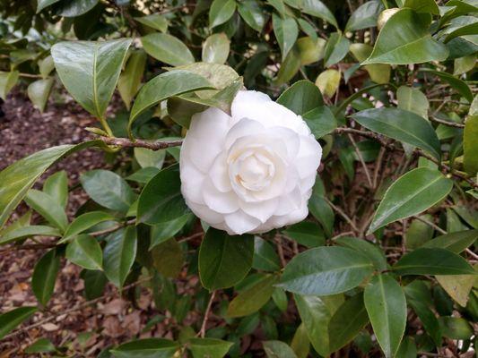 Double Camellia